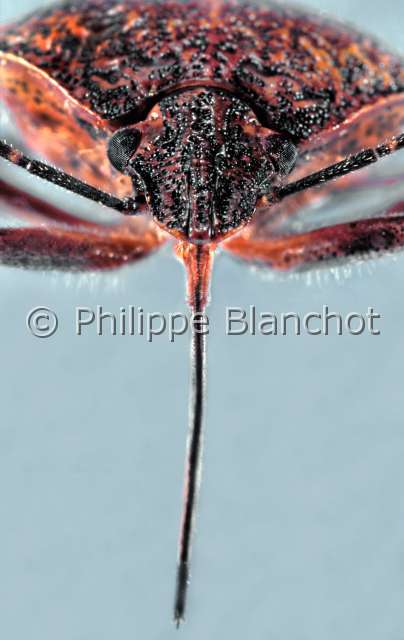 Picromerus bidens.JPG - Picromerus bidens (Portrait)Punaise rousse communeStink bugHemipteraPentatomidaeFrance